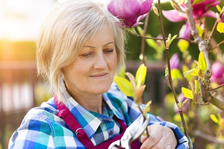 Woman pruning magnolia tree branches in her gardenの写真素材