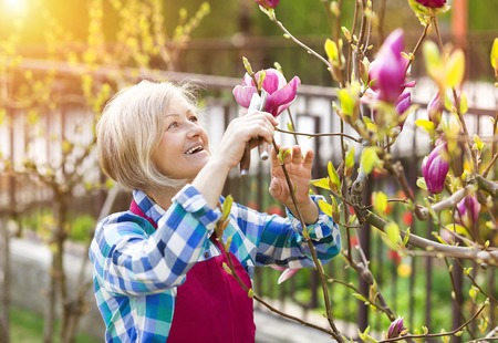 Woman pruning magnolia tree branches in her garden