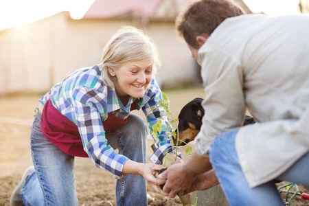 Senior couple planting seedlings of tomato in their gardenの写真素材