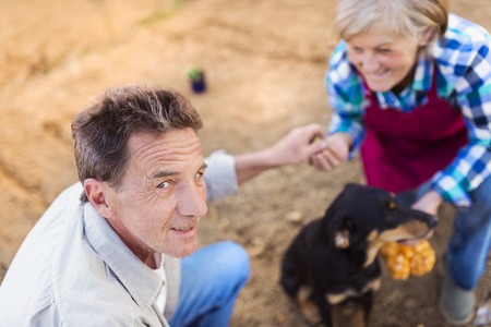 Senior couple planting seeds of onion in their gardenの写真素材