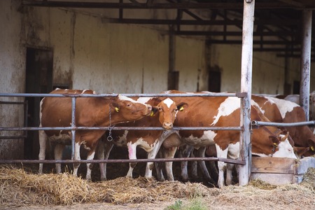 Cows eating hay  in a farm cowshedの写真素材