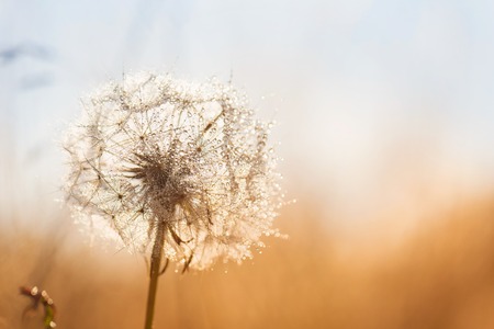 Close up of dandelion flower on a meadowの写真素材
