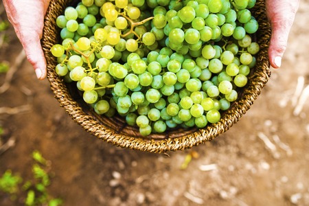 Portrait of a senior woman holding a basket with grapesの写真素材