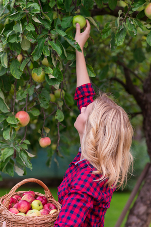 Beautiful young woman in red shirt harvesting applesの写真素材