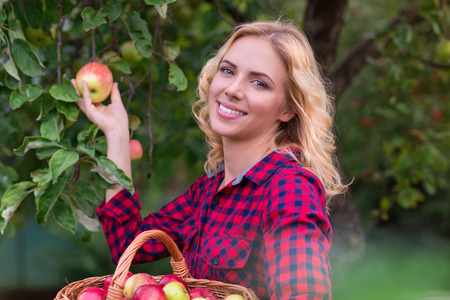 Beautiful young woman in red shirt harvesting applesの写真素材