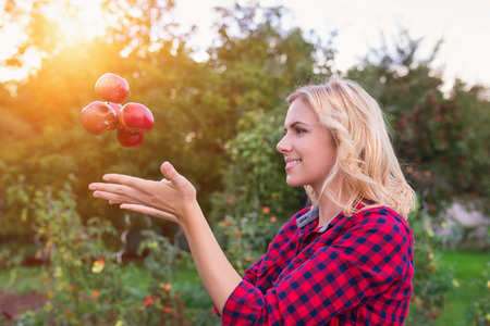 Beautiful young woman in red shirt harvesting applesの写真素材