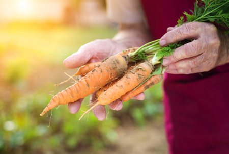 Unrecognizable senior woman in her garden harvesting carrotsの写真素材