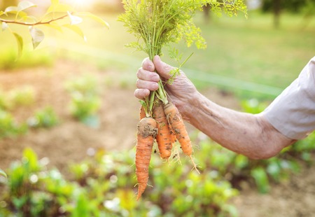 Unrecognizable senior woman in her garden harvesting carrotsの写真素材