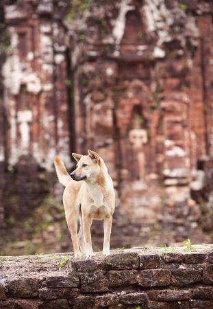 Dog standing outside the temple in Vietnamの写真素材
