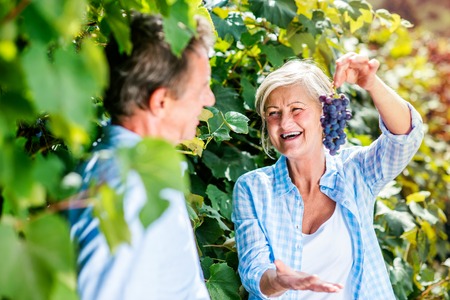 Portrait of a senior couple harvesting grapesの写真素材