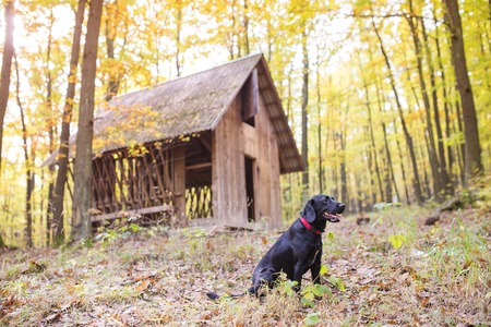 Black dog outside in sunny autumn forestの写真素材