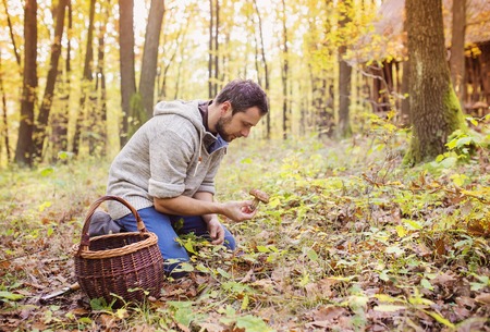 Young man picking mushrooms in autumn forestの写真素材