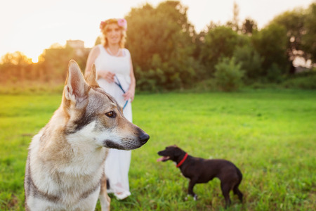 Young woman with her dogs outside in parkの写真素材