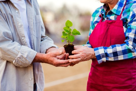 Close up of unrecognizable senior couple holding little seedling ready to plantの写真素材