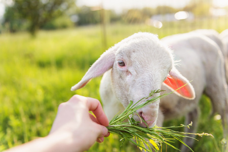 Close up of hand of man feeding sheep with grass. Green sunny meadow.の写真素材