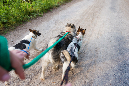 Close up of hand of unrecognizable man walking three dogs on a dry dusty roadの写真素材