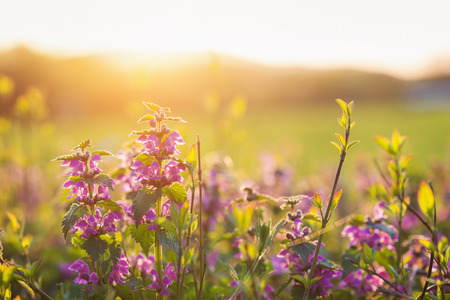 Summer meadow with with various colorful flowers. Sunny nature background. Springtime. Sunsetの写真素材