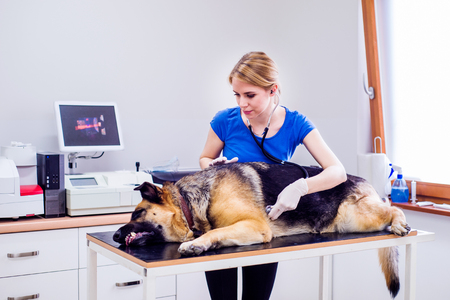 Veterinarian examining German Shepherd dog with sore stomach. Young blond woman working at Veterinary clinic.の写真素材