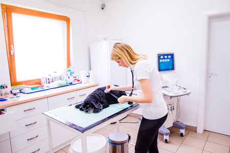 Veterinarian checking sick dog with sore stomach with stethoscope. Young blond woman working at Veterinary clinic.の写真素材