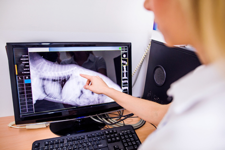Female Veterinary Surgeon Examining X Ray of a dog. Vet looking at animals radiography. Unrecognizable veterinarian in white uniform at veterinary clinic working.の写真素材