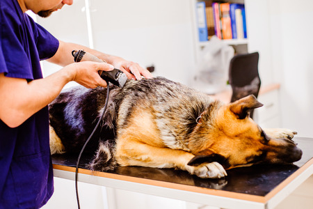 Veterinarian shaving part of skin of German Shepherd dog before treatment in vet clinic. Unrecognizable man working.の写真素材