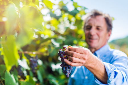 Portrait of a senior man in blue shirt holding bunch of ripe pink grapes in his handsの写真素材