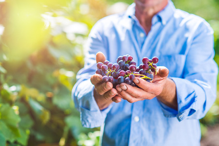 Unrecognizable senior man in blue shirt holding bunch of ripe pink grapes in his handsの写真素材