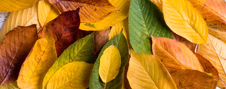 Autumn composition. Close up of wet colorful leaves. Studio shot.