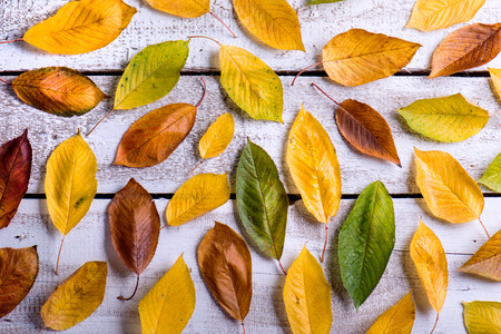 Autumn composition. Various colorful leaves. Studio shot on white wooden background.