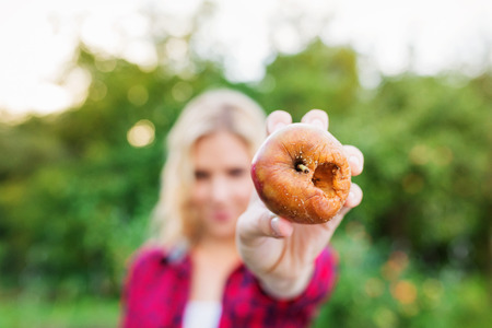 Unrecognizable blond woman in red shirt holding rotten apple in her handの写真素材