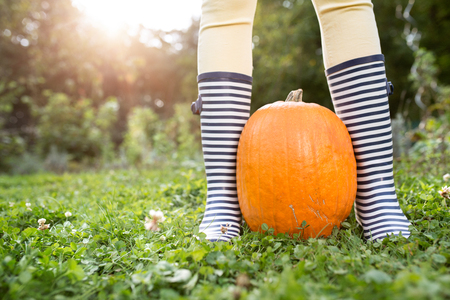 Unrecognizable woman in striped rubber boots with orange pumpkins. Sunny autumn nature.の写真素材