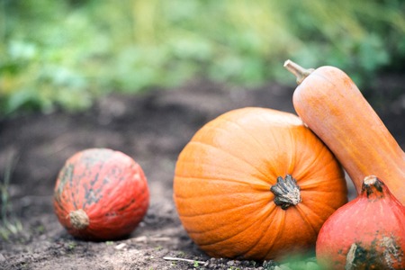 Various orange pumpkins laid on the ground. Sunny autumn nature.の写真素材