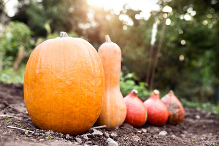 Various orange pumpkins laid on the ground. Sunny autumn nature.の写真素材