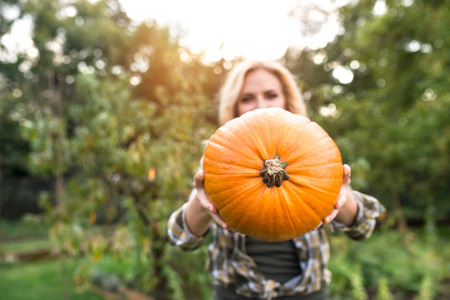 Beautiful young blond woman in checked shirt working in her garden harvesting pumpkins. Autumn nature.の写真素材