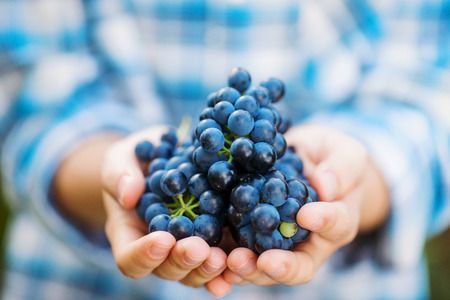 Close up, hands of unrecognizable young woman in checked shirt holding bunch of blue grapesの写真素材