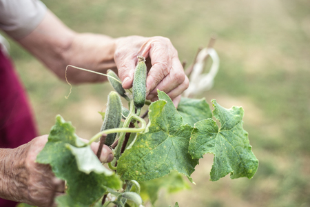Hands of unrecognizable senior woman in her garden harvesting cucumbers. Close up.の写真素材