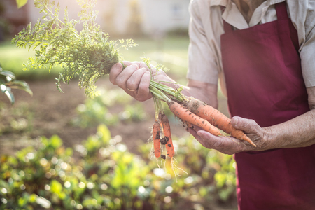 Unrecognizable senior woman in her garden harvesting carrots. Close up.の写真素材