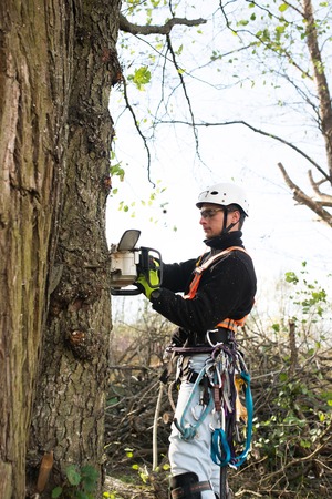 Lumberjack with chainsaw and harness pruning a tree.