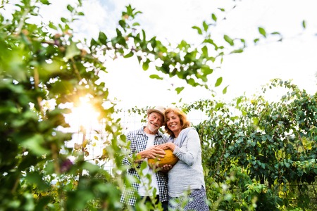 Senior couple gardening in the backyard garden.の写真素材