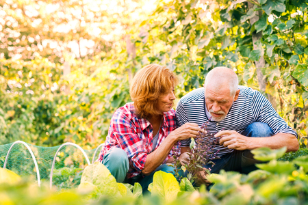 Senior couple gardening in the backyard garden.の写真素材
