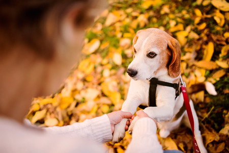 A senior woman in wheelchair with dog in autumn nature.の写真素材