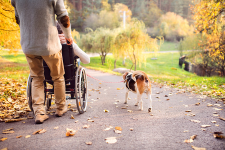 Senior man, woman in wheelchair and dog in autumn nature.の写真素材