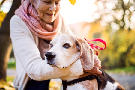 An elderly woman with dog in autumn nature.の写真素材