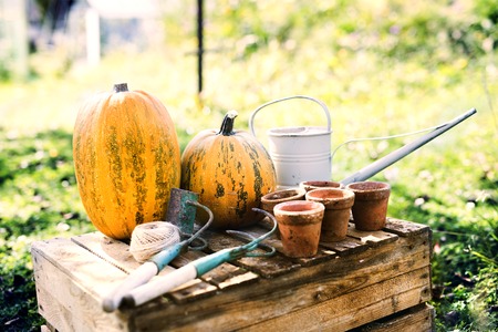 Composition of vegetables, garden tools and flower pots in the garden.の写真素材