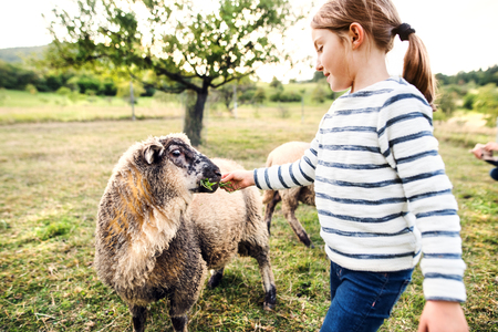 A small girl feeding sheep on the farm.の写真素材