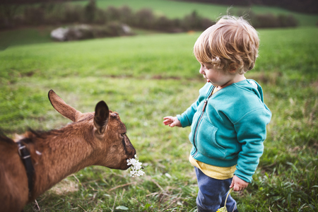 A toddler boy feeding a goat outside in spring nature.の写真素材