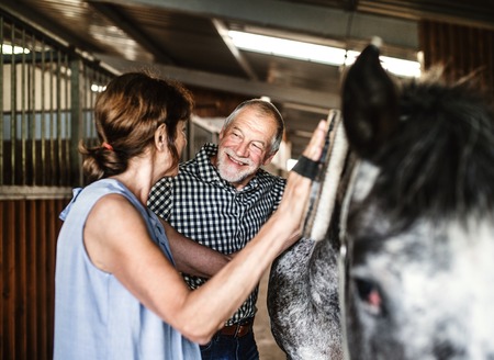 A close-up of senior couple brushing a horse in a stable, talking.