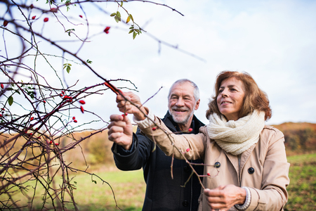 Senior couple standing by rosehip bush in an autumn nature.の写真素材