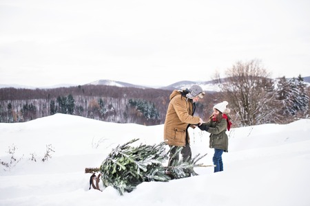 Grandfather and small girl getting a Christmas tree in forest.