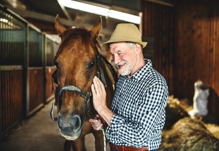 A senior man with a hat standing close to a horse in a stable, holding it.の写真素材